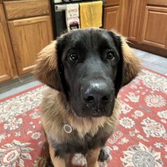 Rhanger - Leonberger