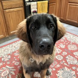Rhanger - Leonberger