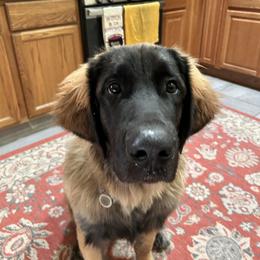 Rhanger - Leonberger
