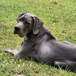 Max - Great Dane