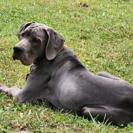 Max - Great Dane