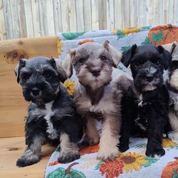 Miniature Schnauzer Puppies from Happy Pawz Schnauzers
