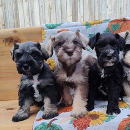 Miniature Schnauzer Puppies from Happy Pawz Schnauzers