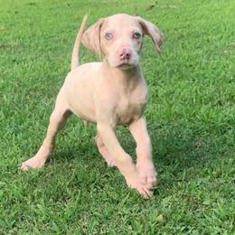 Boy 4 - White merle male Catahoula Leopard Dog puppy in Gadsden, Alabama from Rich Cat’s