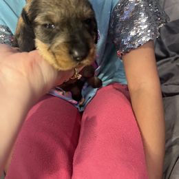 Dachshund Puppies from Scottland Ranch Dachshunds