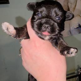 Cypress - male Yorkipoo puppy in West Enfield, Maine from GRIFFEY'S SPA AND KENNEL