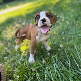 Boy 1 - Fawn male Boxer puppy in Prestonsburg, Kentucky from Bre’s Boxers