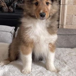 Shetland Sheepdog Puppies from Southern Charm Sheltie’s
