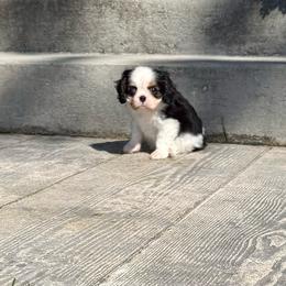 Reef - Tri-color male Cavalier King Charles Spaniel puppy in De Pere, Wisconsin from Rose Garden Kennels