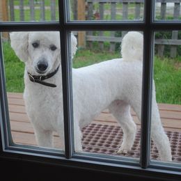 Poodle Puppies from Cedar Hill Ranch