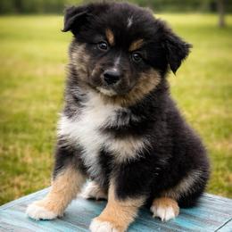 Boy black Tri 2 - Black tri male Miniature Australian Shepherd puppy in Danville, Alabama from A&L Farms