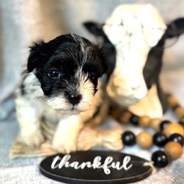 Havanese Puppies from palmetto puppies