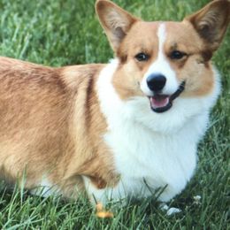 Pembroke Welsh Corgis from NC Cattle