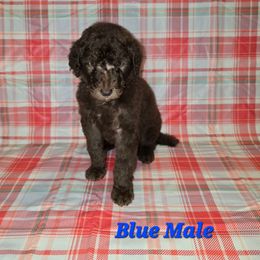 Neo - Brown male Poodle puppy in Woodbury, Pennsylvania from Zimmerman's Poodles