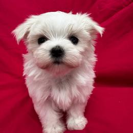 Bella Dolce 5 - White female Maltese puppy in Phoenix, Arizona from Bella Dolce Maltese