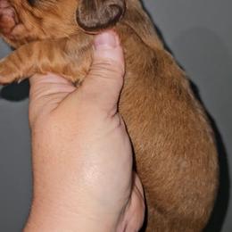 Boy 2 - Chocolate and tan male Dachshund puppy in Lansing, Michigan from Black Thunder 517 Dachshunds and frenchies