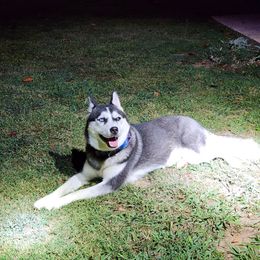 Peaches - Siberian Husky