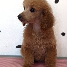 Poodle Puppies from Princely Poodles
