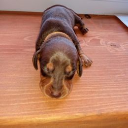 Dachshund Puppies from Muffin Meadows Doxies