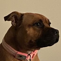 Maple - Staffordshire Bull Terrier