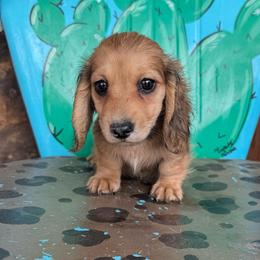 Sandy - Cream female Dachshund puppy in Hawley, Texas from Foxy’s Dachshunds & Toy Aussies