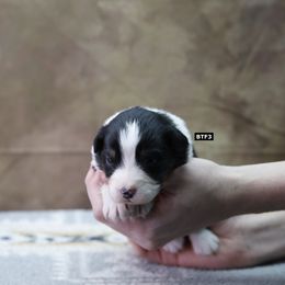 BTF3 - Black tri-color Australian Shepherd puppy in Warm Springs, Georgia from Out West Aussies