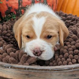 Sunny - Tan and white male Beagle puppy in Baltimore, Maryland from Country Acres Farm