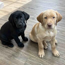 Labrador Retriever Puppies from Branley's Riverside Labradors