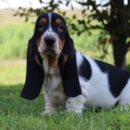 Zinnia - Black brown and white female Basset Hound puppy in Pollock, Missouri from Northstar