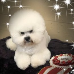 Bichon Frise All Grown Up from Drumhills Kennel