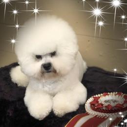 Bichon Frise All Grown Up from Drumhills Kennel