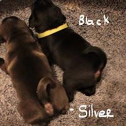 Pug Puppies from darNpugz
