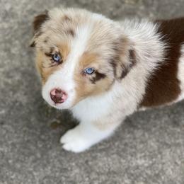 Australian Shepherd Puppies from Echolight Australian Shepherds