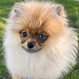 Pomeranian puppies from Luxury Pets of Central Texas