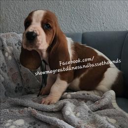 Purple collar - Mahogany and white female Basset Hound puppy in Alton, Illinois from Show Me Great Danes and Basset Hounds