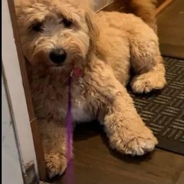 Goldendoodle Puppies from SurreyDoodles