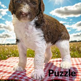 Puzzle - Parti female Goldendoodle puppy in Ellenburg Center, New York from Kristin's Puppies