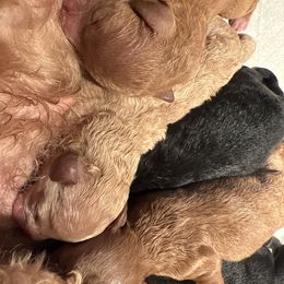 Ranger - Apricot male Maltipoo puppy in Weatherford, Texas from Aprishew Maltipoo
