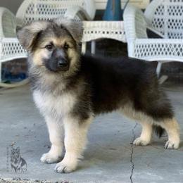 German Shepherd Puppies from Esteemed K9 German Shepherds