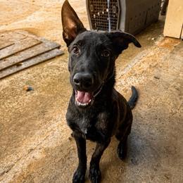 Griffon - Black brindle male Dutch Shepherd puppy in Auburn, Georgia from Faberge Hollandse Herdershond