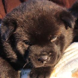 Black - Black brindle male Kai Ken puppy in Norfolk, Virginia from Hoshi No Ko Sou