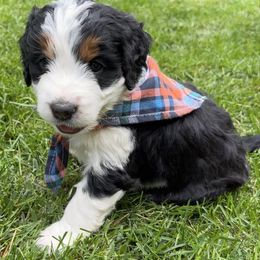 Miracle - Tri-color female Bernedoodle puppy in Erie, Colorado from Hampton Bernese Mountain Dogs