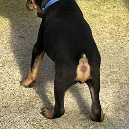 Miniature Pinscher All Grown Up from Choctaw Min Pins