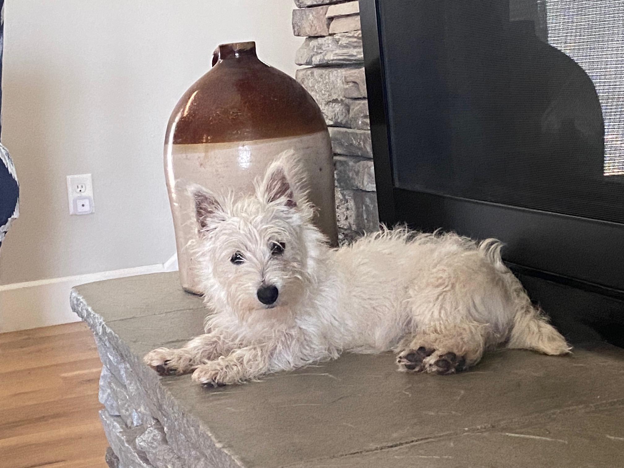 Piper