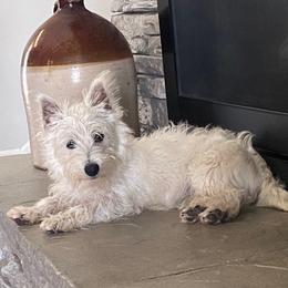 Piper - West Highland White Terrier