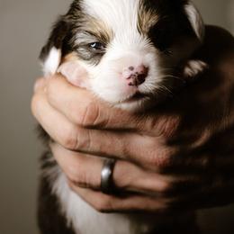 Elizabeth - Black and tan female Pembroke Welsh Corgi puppy in South Otselic, New York from Ridge Top Corgis