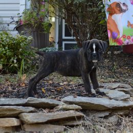 Boxer Puppies from Euro Boxx Boxers
