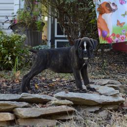 Boxer Puppies from Euro Boxx Boxers