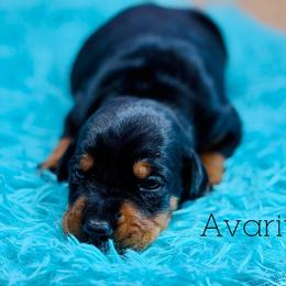 Averitia - Black and rust female Doberman Pinscher puppy in Lebanon, Ohio from Lady Mae Bassets & Doberman