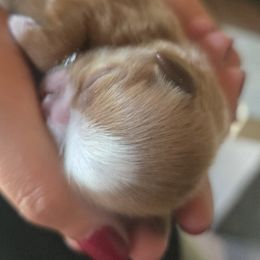 Jasmine - Cream and white female Shih Tzu puppy in Green Valley Lake, California from All American Shih Tzu Puppies